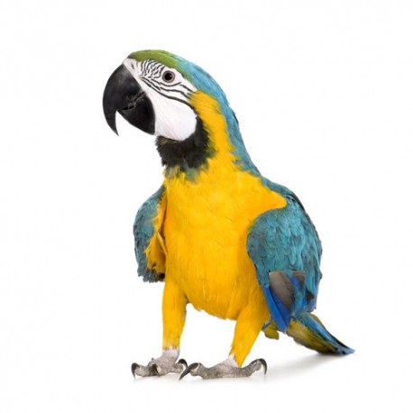pet-supplies
